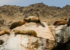 Lais Puzzle - Seelöwen auf Felsen, Sla Damas, La Serena, Chile - 100, 200, 500 & 1.000 Teile