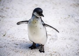 Lais Puzzle - Humboldt-Pinguin alias Spheniscus humboldti ist ein südamerikanischer Pinguin, der hauptsächlich im Nationalreservat Pinguino de Humbold lebt - 100, 200, 500 & 1.000 Teile