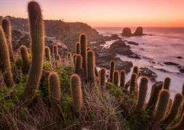 Lais Puzzle - Kaktus am Strand, Chile - 100, 200, 500 & 1.000 Teile