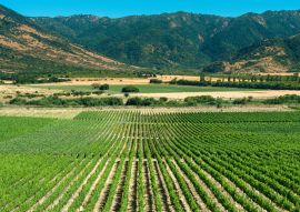 Lais Puzzle - Colchagua Tal, Chile - 100, 200, 500 & 1.000 Teile