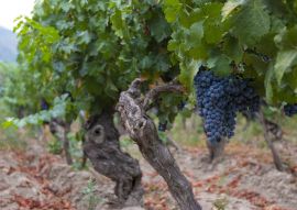 Lais Puzzle - Weinrebe mit roten Weintrauben auf Bauernhöfen in Chile - 100, 200, 500 & 1.000 Teile