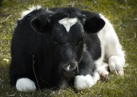 Lais Puzzle - Kuh auf dem Gebiet von Cobquecura, Chile - 100, 200, 500 & 1.000 Teile