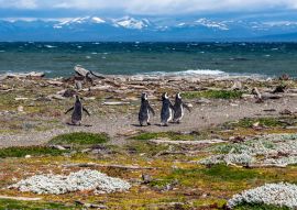 Lais Puzzle - Magellan-Pinguine in natürlicher Umgebung - Seno Otway Penguin, Chile - 100, 200, 500 & 1.000 Teile