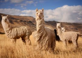 Lais Puzzle - Lamas (Alpaka) in den Anden, Peru - 100, 200, 500 & 1.000 Teile
