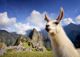 Lais Puzzle - Lama in Machu Picchu, Peru - 100, 200, 500 & 1.000 Teile