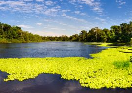 Lais Puzzle - Panoramablick auf den Marañon-Fluss im Pacaya Samiria Reservat in Peru, in der Nähe von Iquitos. Der Fluss der Spiegel - 100, 200, 500 & 1.000 Teile