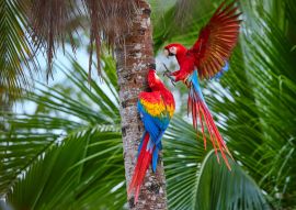 Lais Puzzle - Zwei Ara macao, Scharlachara, Paar große, rot gefärbte, amazonische Papageien in der Nähe des Nistplatzes auf einer Palme, ausgestreckte Flügel, langer roter Schwanz gegen feuchten Wald. Manu-Nationalpark, Peru, Amazonasbecken - 100, 200...