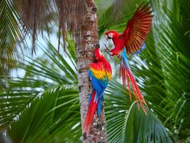 Lais Puzzle - Zwei Ara macao, Scharlachara, Paar große, rot gefärbte, amazonische Papageien in der Nähe des Nistplatzes auf einer Palme, ausgestreckte Flügel, langer roter Schwanz gegen feuchten Wald. Manu-Nationalpark, Peru, Amazonasbecken - 500 & 1...