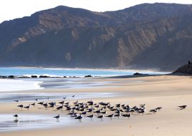 Lais Puzzle - Möwen rasten auf dem Sand am Strand von Cabo Blanco im Norden Perus - 100, 200, 500 & 1.000 Teile