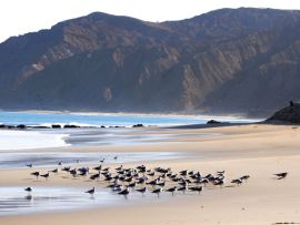 Lais Puzzle - Möwen rasten auf dem Sand am Strand von Cabo Blanco im Norden Perus - 500 & 1.000 Teile