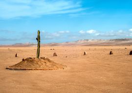 Lais Puzzle - Die einzige Pflanze über viele Kilometer in der Wüstenregion von Tacna, Peru - 100, 200, 500 & 1.000 Teile
