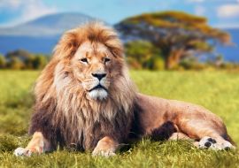 Lais Puzzle - Großer Löwe auf Savannengras liegend. Kenia, Afrika - 1.000 Teile