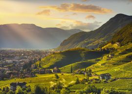 Lais Puzzle - Ansicht der Weinberge in Santa Maddalena Bozen, Italien - 100, 200, 500 & 1.000 Teile