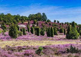Lais Puzzle - Lüneburger Heide in Deutschland - 100, 200, 500 & 1.000 Teile