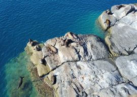 Lais Puzzle - Seelöwen auf der Insel Coronado - 100, 200, 500 & 1.000 Teile