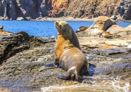Lais Puzzle - Kalifornischer Seelöwe, Zalophus californianus, auf den Felsen. Isla Coronado bei Loreto in Baja Kalifornien, Mexiko - 100, 200, 500 & 1.000 Teile