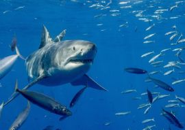 Lais Puzzle - Käfigtauchen mit dem Weissen Hai auf der Isla Guadalupe, Mexiko - 500 & 1.000 Teile