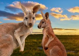 Lais Puzzle - Kängurus im Outback im Sonnenuntergang, Australien - 100, 200, 500 & 1.000 Teile