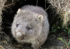 Lais Puzzle - Ein Wombat (Vombatus ursinus)-Baby (Joey), das aus seinem Bau im Grasland kommt - Cradle Mountain, Tasmanien Australien - 100, 200, 500 & 1.000 Teile