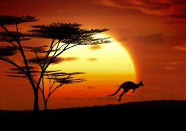 Lais Puzzle - Känguru im Sonnenuntergang, Australien - 100, 200, 500 & 1.000 Teile