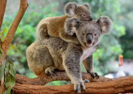 Lais Puzzle - Koala mit Baby auf dem Rücken - 100, 200, 500 & 1.000 Teile