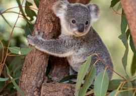 Lais Puzzle - Koala Joey umarmt einen Baumast - 100, 200, 500 & 1.000 Teile