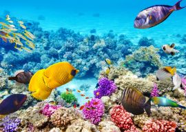 Lais Puzzle - Unterwasserwelt mit Korallen und tropischen Fischen, Queensland, Australien - 100, 200, 500 & 1.000 Teile