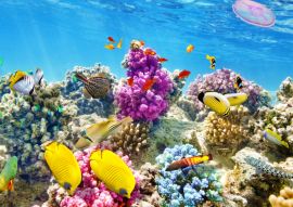 Lais Puzzle - Unterwasserwelt mit Korallen und tropischen Fischen, Queensland, Australien - 100, 200, 500 & 1.000 Teile