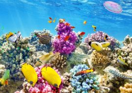 Lais Puzzle - Unterwasserwelt mit Korallen und tropischen Fischen, Queensland, Australien - 500 & 1.000 Teile