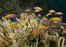 Lais Puzzle - Korallenriff, Queensland, Australien - 100, 200, 500 & 1.000 Teile