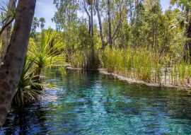Lais Puzzle - Mataranka Hot Springs im Waterhouse River, Mataranka, Northern Territory, Australien - 100, 200, 500 & 1.000 Teile