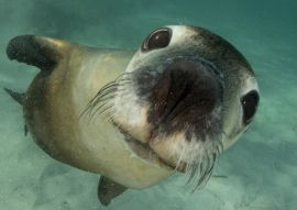 Lais Puzzle - Australischer Seelöwe Unterwasser-Porträtfoto - 100, 200, 500 & 1.000 Teile