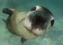 Lais Puzzle - Australischer Seelöwe Unterwasser-Porträtfoto - 500 & 1.000 Teile