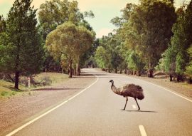 Lais Puzzle - Emu beim Überqueren der Straße im Flinders Ranges National Park, Australien - 100, 200, 500 & 1.000 Teile