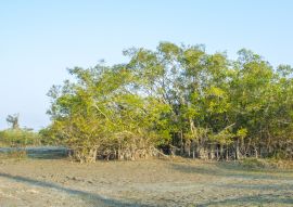 Lais Puzzle - Eine Pflanzenlandschaft im Dibru-Saikhowa-Nationalpark, Indien - 100, 200, 500 & 1.000 Teile