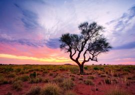 Lais Puzzle - Ein Hakea-Baum steht allein im australischen Outback während des Sonnenuntergangs. Pilbara-Region, Westaustralien, Australien - 100, 200, 500 & 1.000 Teile