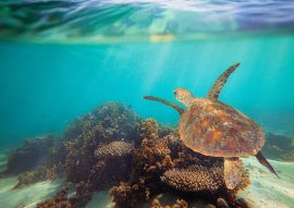 Lais Puzzle - Schildkröte schwimmt unter Wasser am Ningaloo Riff, Westaustralien - 100, 200, 500 & 1.000 Teile
