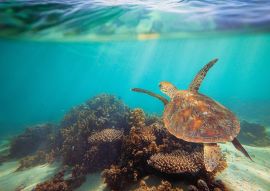 Lais Puzzle - Schildkröte schwimmt unter Wasser am Ningaloo Riff, Westaustralien - 500 & 1.000 Teile