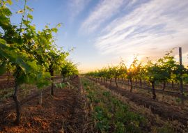 Lais Puzzle - Weingut Hunter Valley, Australien - 100, 200, 500 & 1.000 Teile