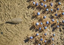 Lais Puzzle - Krötenfisch auf der Jagd nach Soldatenkrabben am Uferrand zum Mittagessen - 100, 200, 500 & 1.000 Teile