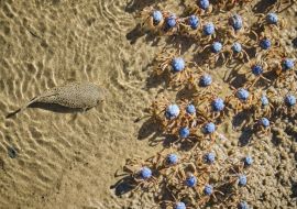 Lais Puzzle - Krötenfisch auf der Jagd nach Soldatenkrabben am Uferrand zum Mittagessen - 500 & 1.000 Teile