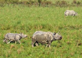 Lais Puzzle - Ein gehörntes Nashorn auf der Wiese des Pobitora Wildlife Sanctuary, Indien - 100, 200, 500 & 1.000 Teile