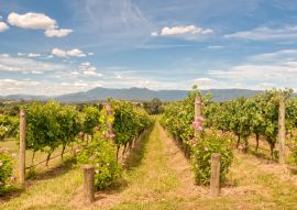 Lais Puzzle - Reihen von Reben in einem Weinberg im Yarra Valley - Yarra Glen, Victoria, Australien - 100, 200, 500 & 1.000 Teile
