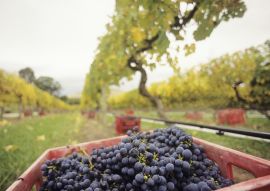 Lais Puzzle - Schwarze Trauben in Kiste auf Weinberg Yarra Valley Victoria Australien - 100, 200, 500 & 1.000 Teile