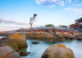 Lais Puzzle - Ein einzelner Baum wächst auf einem Granitfelsen in der Bay of Fires, an der Ostküste von Tasmanien, Australien - 100, 200, 500 & 1.000 Teile