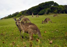 Lais Puzzle - Kängurus in der Nähe eines Pazifikstrandes in Australien - 100, 200, 500 & 1.000 Teile