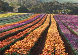 Lais Puzzle - Tulpen von Wynyard Tasmanien, Australien - 100, 200, 500 & 1.000 Teile