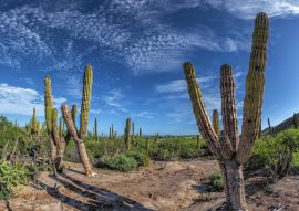 Lais Puzzle - Baja California Sur Riesenkaktus in der Wüste, Mexiko - 100, 200, 500 & 1.000 Teile
