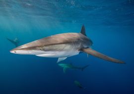 Lais Puzzle - Unterwasseransicht des Seidenhais (carcharhinus falciformis) San Benedicto, Revillagigedo, Colima, Mexiko - 500 & 1.000 Teile