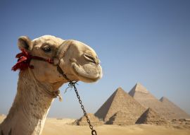 Lais Puzzle - Porträt eines Kamels vor den Pyramiden von Gizeh, Ägypten - 100, 200, 500 & 1.000 Teile